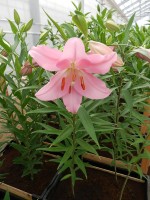 [4302 Grosseto VH No01.JPG]